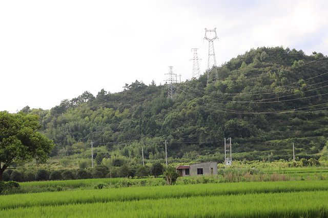 agriculture-landscape-rice-farm-nature picture material