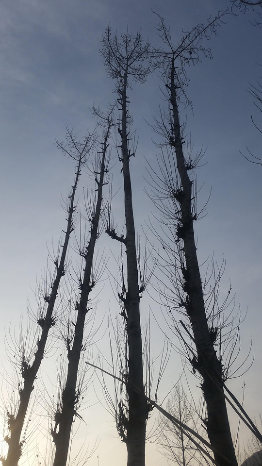 no-person-sky-tree-tallest-wood 图片素材