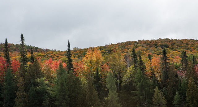 no-person-fall-nature-wood-leaf 图片素材