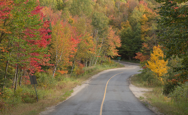 fall-road-leaf-wood-tree picture material