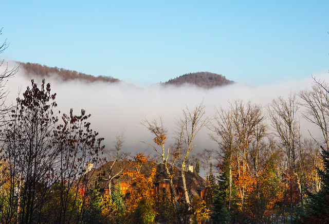 fall-fog-landscape-tree-nature 图片素材