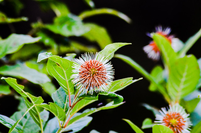 nature-flora-leaf-garden-flower picture material