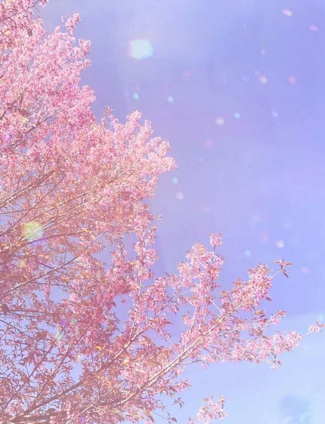 sky-pink-blossom-cherry-blossom-tree picture material