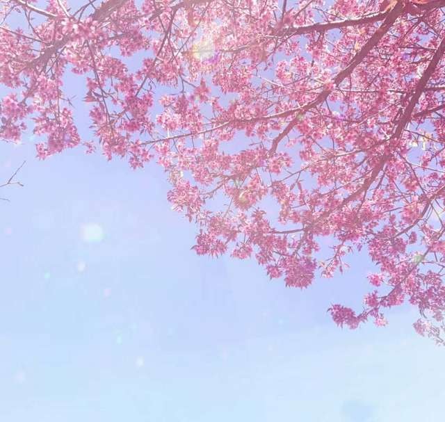pink-sky-blossom-cherry-blossom-branch picture material