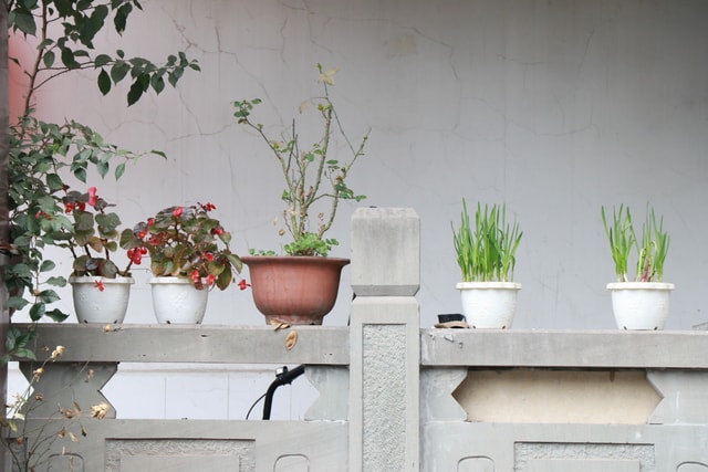 flowerpot-houseplant-plant-flower-wall 图片素材