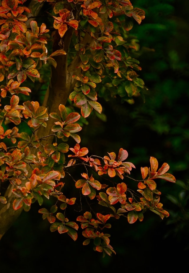 leaf-flora-branch-tree-shrub picture material