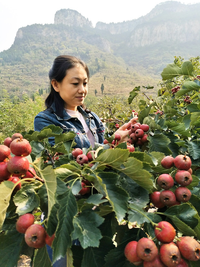 agriculture-fruit-crop-grow-no-person picture material