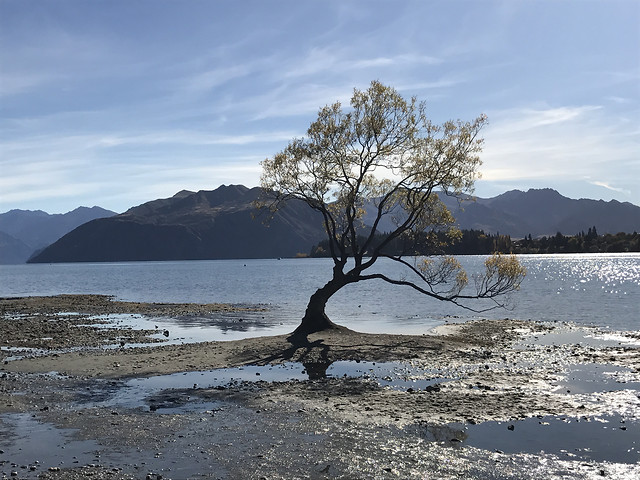 tree-water-sky-lake-sea picture material