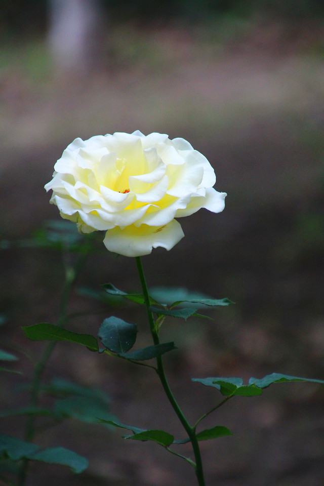 flower-flora-rose-petal-flowers picture material