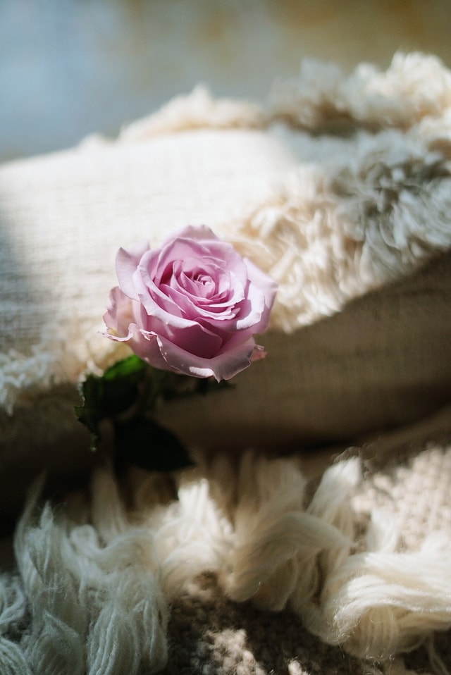 flower-rose-bride-wedding-love 图片素材