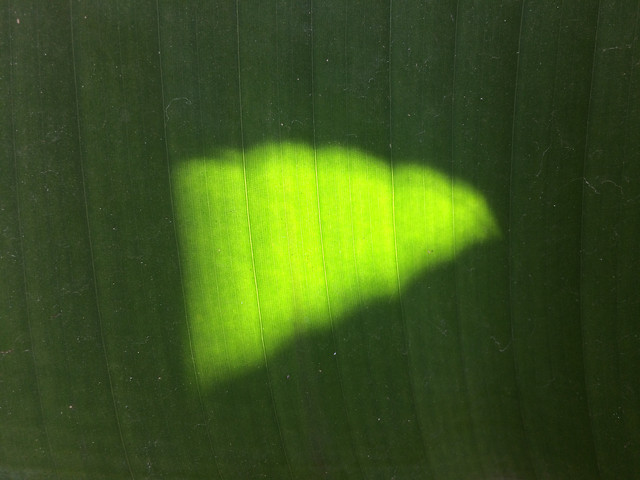 no-person-dark-green-abstract-leaf 图片素材