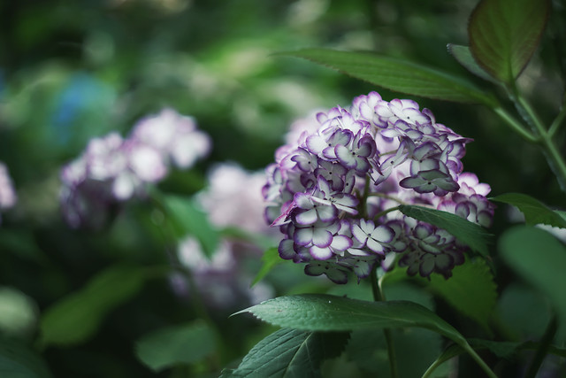 flora-leaf-nature-flower-garden 图片素材