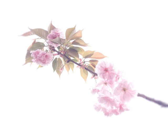 pink-cherry-blossoms-in-gaodong-cherry-garden picture material