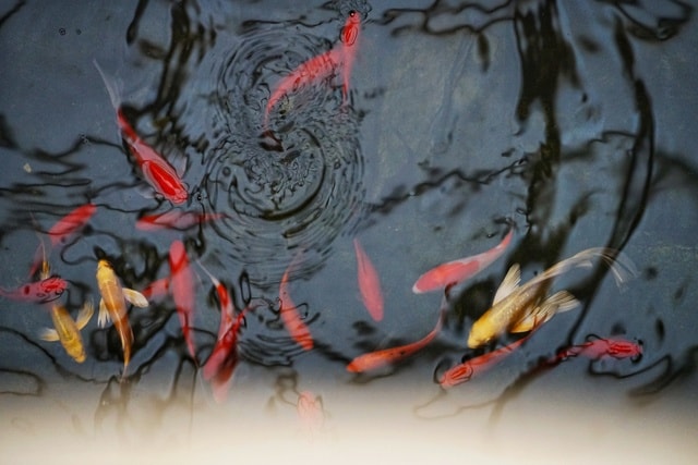 red-water-art-koi-tree 图片素材