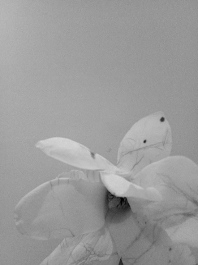 white-black-and-white-monochrome-photography-petal-flower 图片素材