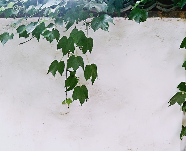 no-person-leaf-nature-tree-growth 图片素材