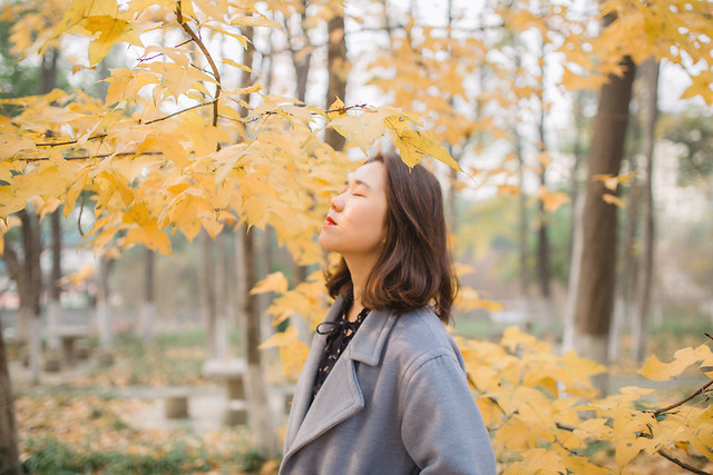 fall-maple-nature-leaf-park picture material