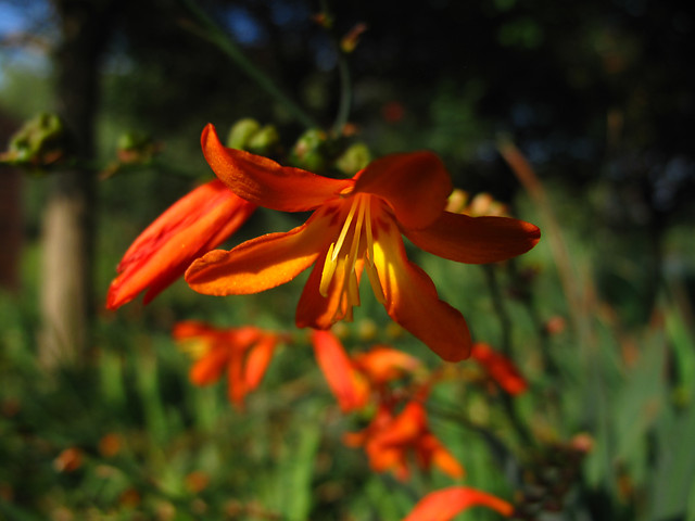 no-person-flower-nature-leaf-summer picture material