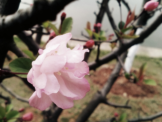 flower-no-person-tree-nature-branch 图片素材