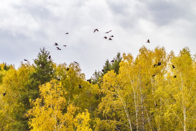 leaf-sky-tree-grass-landscape picture material
