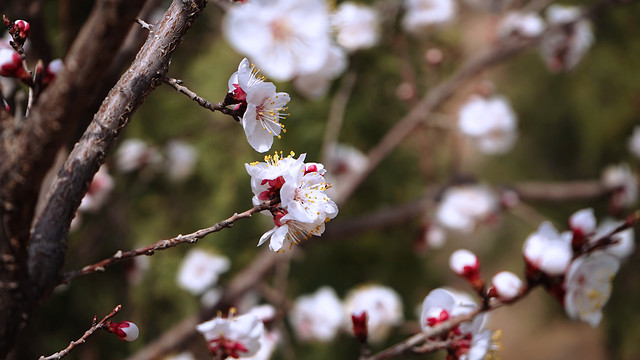 cherry-tree-flower-branch-no-person 图片素材