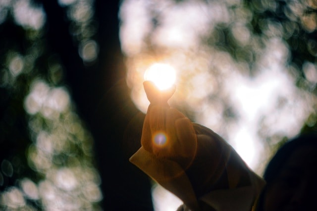 light-leaf-sunlight-tree-natural-environment 图片素材
