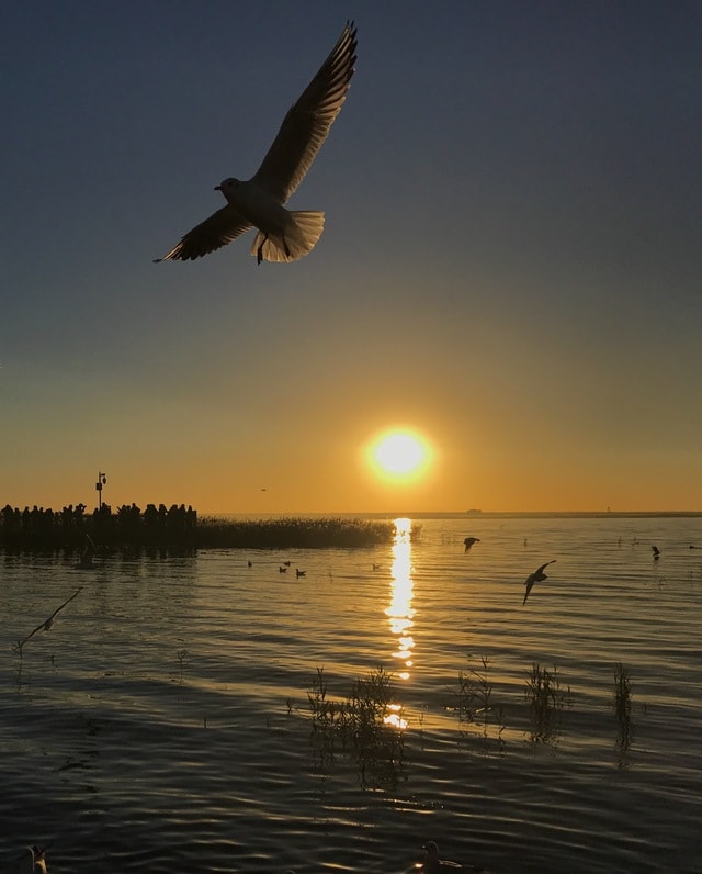 water-sky-bird-sunset-sun picture material