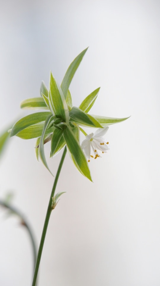 flower-bloom-plant-flowering-plant-leaf 图片素材