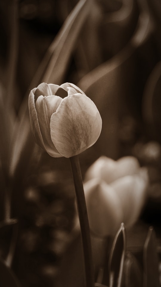 flower-tulip-monochrome-photography-black-and-white-petal 图片素材