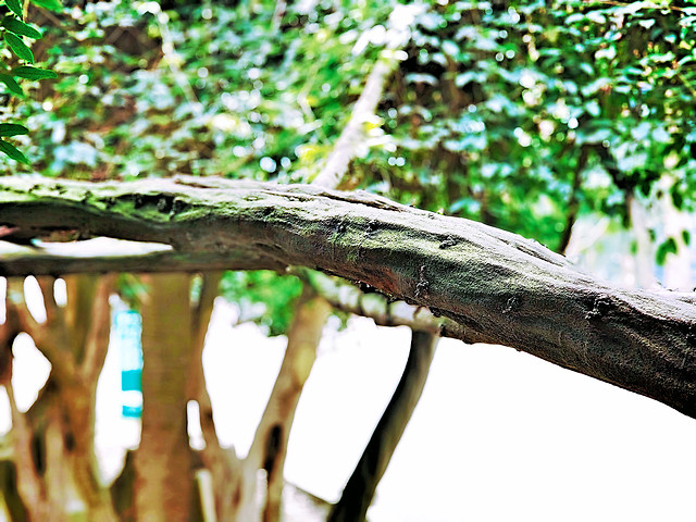 nature-wood-tree-leaf-garden 图片素材