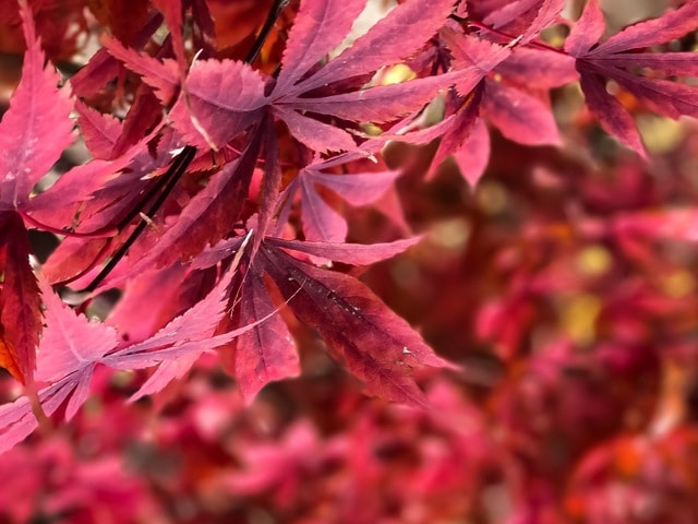 leaf-tree-red-maple-nature-fall picture material