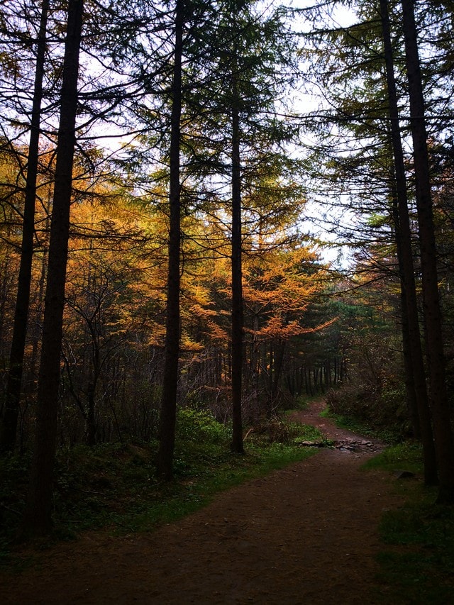 nature-tree-leaf-landscape-no-person 图片素材