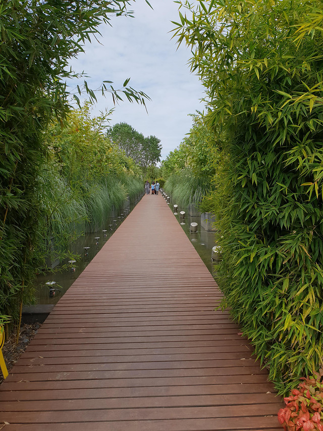 wood-no-person-tree-leaf-nature 图片素材