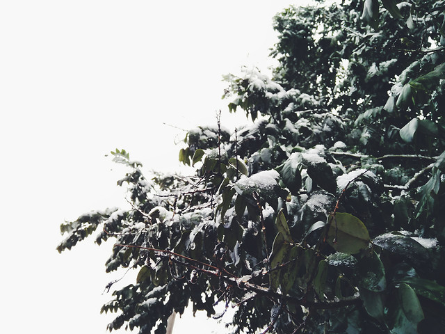 家门口的树 图片素材