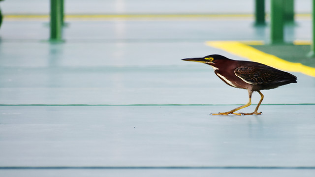 bird-no-person-water-wildlife-lake picture material