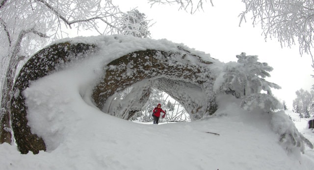 snow-geological-phenomenon-winter-freezing-tree 图片素材