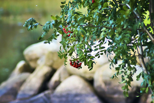 nature-leaf-tree-food-no-person picture material