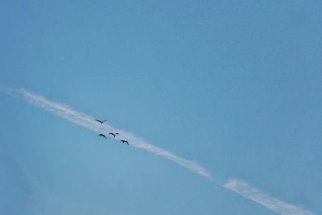 i-don’t-like-the-egret 图片素材