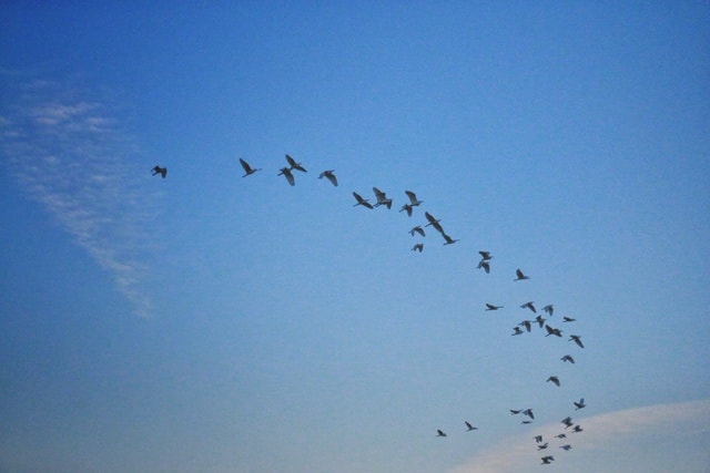 i-don’t-like-the-egret 图片素材