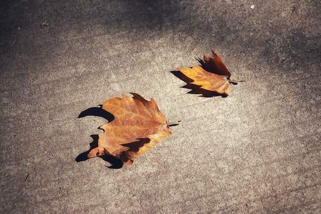 leaf-no-person-one-bird-outdoors picture material