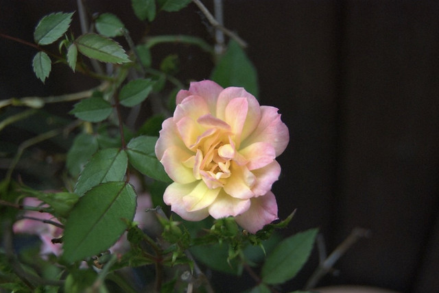 yellow/pink-flower picture material