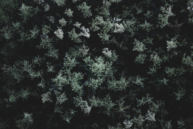 green-flowerbed picture material