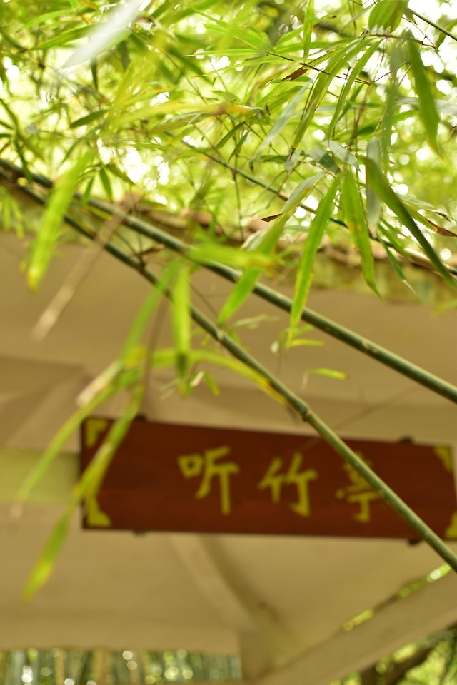 growth-leaf-nature-no-person-bamboo 图片素材