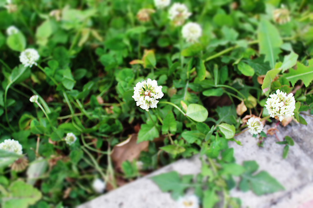 flower-flora-nature-leaf-closeup picture material