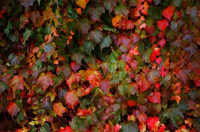 leaf-flora-shrub-fall-color picture material