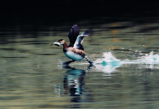 bird-water-wildlife-no-person-lake 图片素材