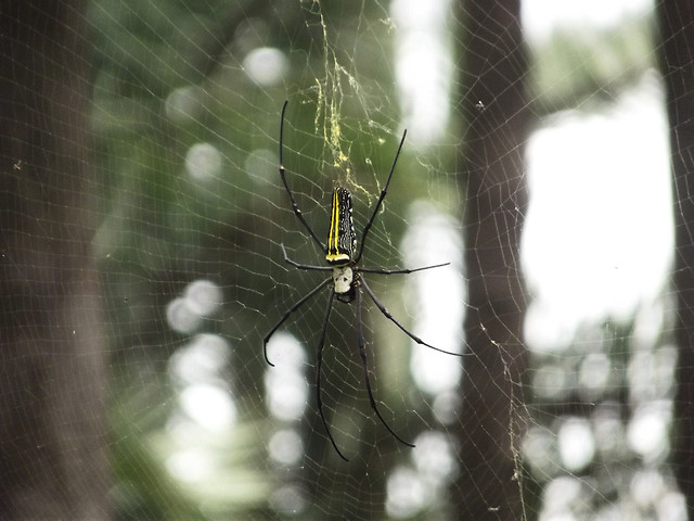 invertebrate-spider-arachnid-insect-wildlife picture material