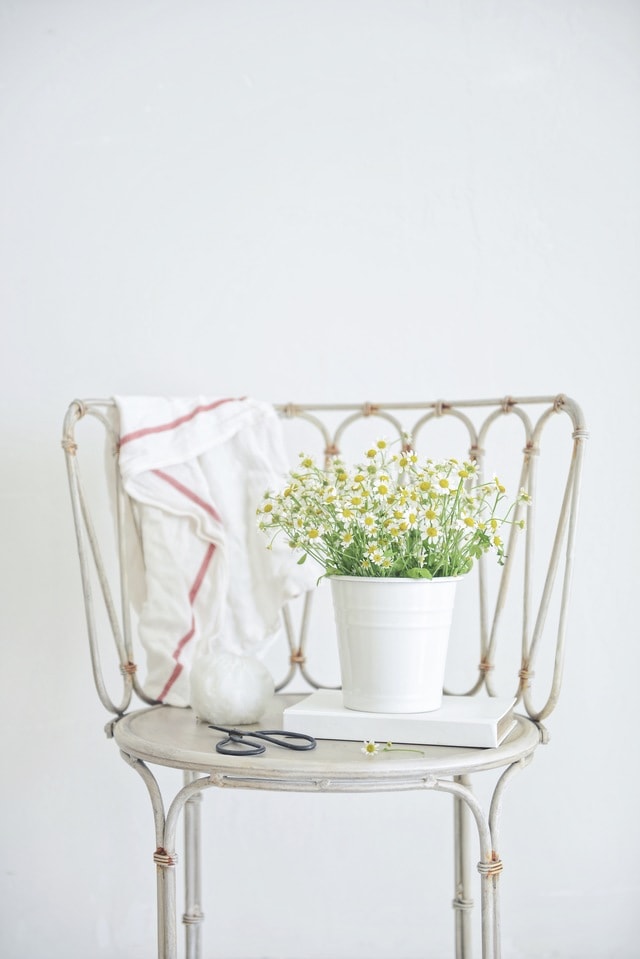 still-life-home-flowers-space-chamomile 图片素材