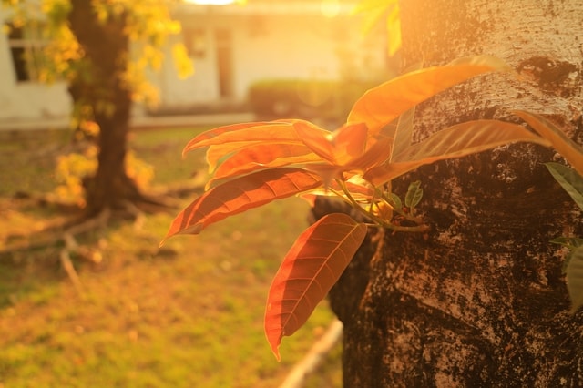 leaf-plant-tree-sunlight-sky 图片素材