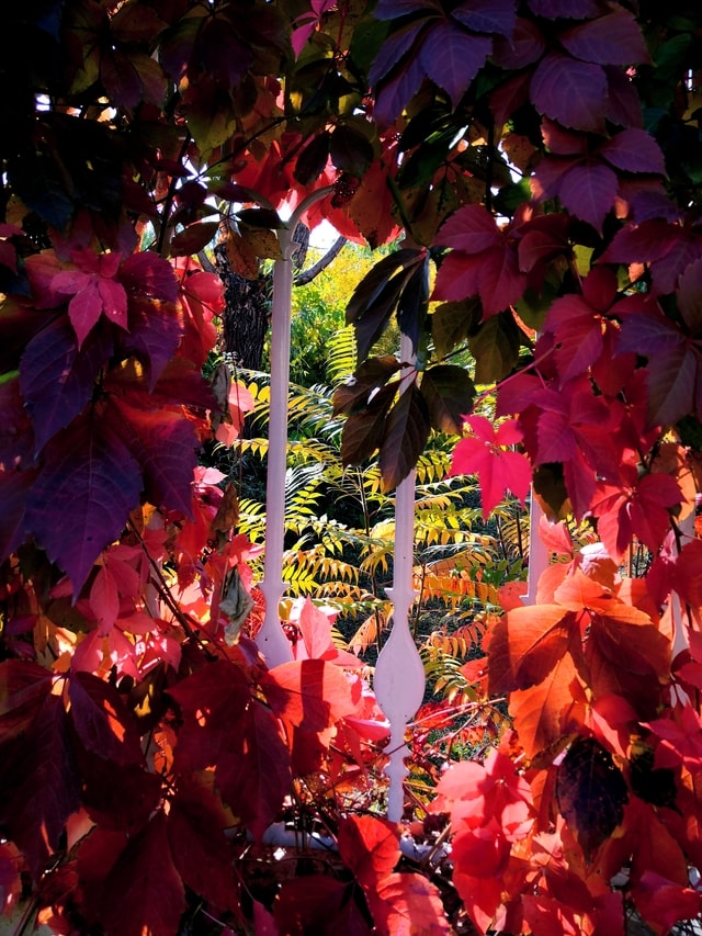 autumn-rhyme picture material